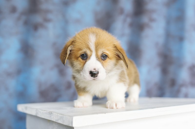 corgi-puppy-on-platform